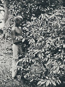 Colheita de café, 1916 de Unbekannt