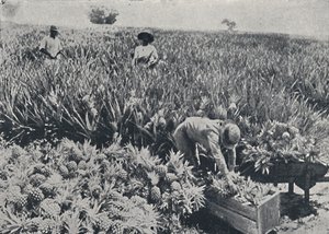 Campo de Pine-Apple, Queensland, 1923. de Unbekannt