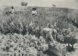 Plantação de pinho-maçã, 1916 de Unbekannt
