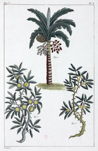 Plantas medicinais, China de Unbekannt