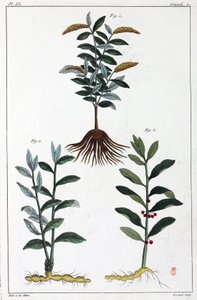 Plantas medicinais, China de Unbekannt