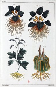 Plantas medicinais, China de Unbekannt