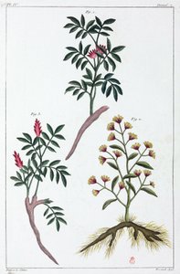 Plantas medicinais, China de Unbekannt
