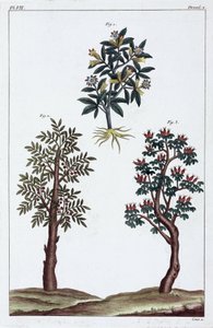 Plantas medicinais, China de Unbekannt