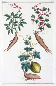 Plantas medicinais, China de Unbekannt
