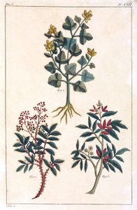 Plantas medicinais, China de Unbekannt