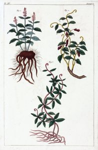 Plantas medicinais, China de Unbekannt