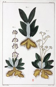 Plantas medicinais, China de Unbekannt