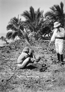 Plantação de cocos, Ilhas Salomão, Fiji, 1905 de Unbekannt