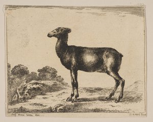 Ilustração 15: corça, de Vários animais Diversi animali, após 1641. de Unbekannt