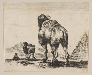 Ilustração 18: camelo visto de trás com pirâmide à direita, de Vários animais Di ..., depois de 1641. de Unbekannt