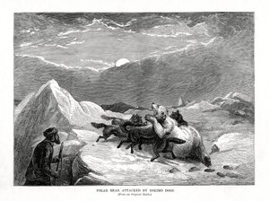 Urso polar atacado por cães esquimós, 1877 de Unbekannt