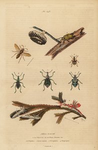 Polistes gallicus, vespa e ninho de papel, gorgulho azul, Eupholus schoenherri, gorgulho das raízes, Diaprepes abbreviatus, lesmas do mar Polycera, Ancula gibbosa, ancula atlântica, sobre algas marinhas de Unbekannt