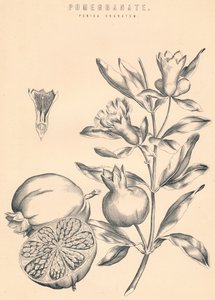 Romã, século c19 de Unbekannt