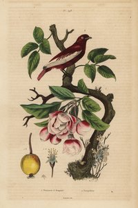 Pompadour cotinga, Xipholena punicea, sobre uma macieira, Malus pumila, fruta, flor Pompadour et pommier a bouquets de Unbekannt
