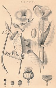 Papoula, século c19 de Unbekannt