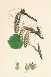 Populus tremula. Aspen, século XIX de Unbekannt