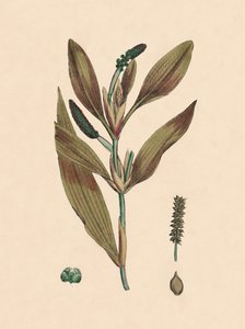 Potamogeton rufescens. Pondweed avermelhado, século XIX de Unbekannt