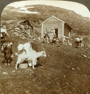 Meninas norueguesas bonitas que cuidam de vacas e cabras no Haukeli Mts, Noruega, c1905. de Unbekannt