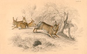 Coelho Oryctolagus cuniculus, 1828 de Unbekannt