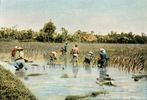 Arroz Colheita de Arroz, 1900. de Unbekannt