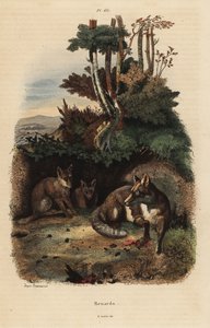 Red foxes, Vulpes vulpes, fora de uma toca de Unbekannt
