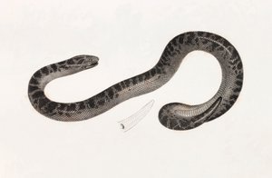 Répteis: A Snake from Delta Book: 