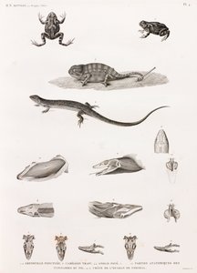 Répteis: série de ilustrações de répteis de Unbekannt