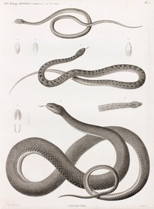 Répteis: série de ilustrações de cobras de Unbekannt
