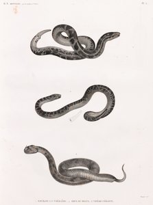 Répteis: cobras de Unbekannt