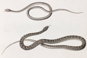 Répteis: duas imagens de perto de ilustrações de cobras de Unbekannt