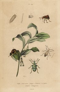 Gorgulhos de Rhigus, Platyoma e Cyphus, bristly millipede, Polyxenus lagers e Polygonatum odoratum, selo do rei Salomão de Unbekannt