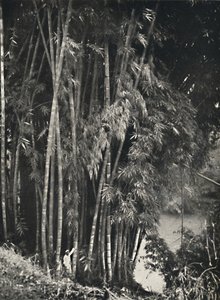 Riesenbambus Dendrocalamus giganteus em Peradeniya bei Kandy, 1926 de Unbekannt