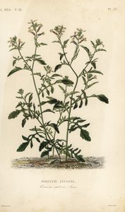 Foguete ou rúcula, Eruca vesicaria, Eruca sativa, Roquette cultivee de Unbekannt