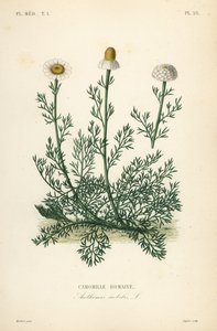 Camomila romana ou camomila, Chamaemelum nobile, Anthemis nobilis, Camomille romaine de Unbekannt
