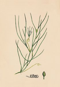 Ruppia spiralis. Maior Ruppia, século XIX de Unbekannt