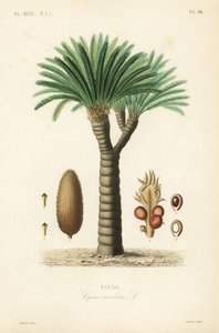 Sago palm, king sago, sago cycad ou sago palm japonês, Cycas revoluta, Cycas de Unbekannt