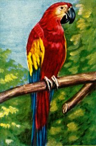 Arara escarlate, c1928. de Unbekannt