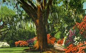 Cena em Magnolia Gardens, perto de Charleston, SC, 1942. de Unbekannt