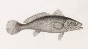 Sciene Corb, fechar de Unbekannt