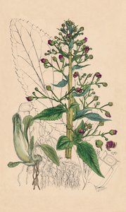 Scrophularia Ehrharti. Ehrharts Water-Betony, século XIX de Unbekannt