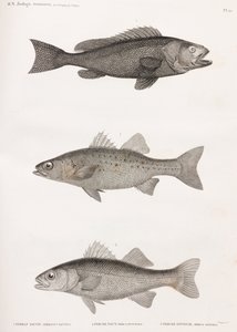 Serran Tauvin; Perche Noct & Perche Sinueuse de Unbekannt