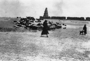 Ovelhas pastando fora de Samarra, Mesopotâmia, 1918 de Unbekannt