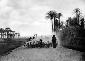 Pastoreio de ovelhas em Cairo, Egito, c1920s de Unbekannt