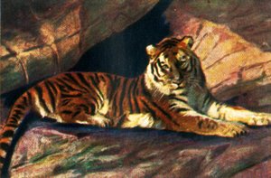 Tigre siberiano, c1928. de Unbekannt