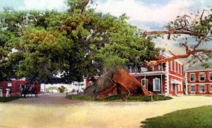 Árvore de algodão de seda, Nassau, New Providence, Bahamas, c1900s de Unbekannt