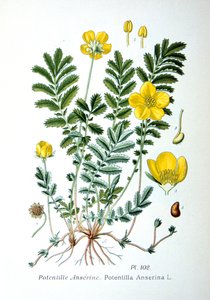 Silverweed, 1893 de Unbekannt