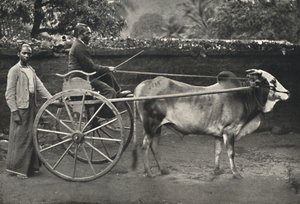 Vagão zebra cingalês, 1926 de Unbekannt