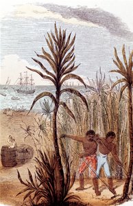 Escravos que cultivam cana-de-açúcar nas Índias Ocidentais, 1852 de Unbekannt