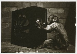 Pequeno macaco a brincar com os mostradores num rádio, tirado por um fotógrafo desconhecido em cerca de 1935 de Unbekannt